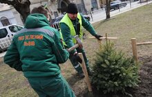 Фото 27: В рамках міжнародного проєкту «Озеленення планети» на площі Соборній висадили перші дерева