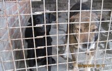 Фото 2: Волонтери товариства захисту тварин допомагають ЛКП «Лев» шукати господарів для безпритульних тварин