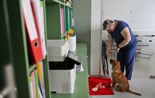 Фото 13: Візьми собаку на роботу: працівники мерії Львова прийшли на роботу із чотирилапими (відео)