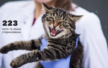 Фото 6: За півроку ЛКП «Лев» було простерилізовано 348 собак та 223 коти