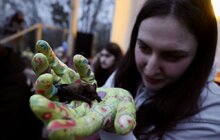 Фото 2: Містяни долучилися до випуску у природу близько 300 врятованих кажанів