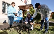 Фото 1: У Підбірцях безкоштовно провакцинували 35 котів та собак від сказу