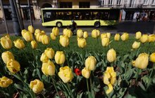 Фото 9: Тюльпани у Львові цвістимуть щороку, - почесний консул України в Нідерландах (відео)