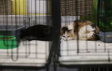 Фото 2: 72 собаки та 96 котів: волонтери Домівки врятованих тварин евакуювали хвостатих із Херсона (відео)