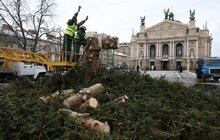 Фото 9: Головну ялинку Львова відвезли на компостування (відео)
