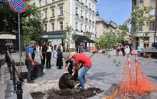 Фото 14: На площі Галицькій висадили нові дерева