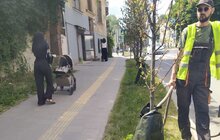 Фото 1: У Львові встановили понад 500 поливальних мішків для дерев