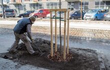 Фото 1: 432 дерева за 7 днів: весняний Львів озеленюють