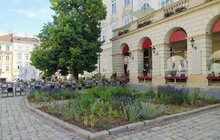 Фото 1: Вербена, рудбекія та ехінацея – на площі Ринок висадили нові квіти