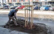 Фото 3: 432 дерева за 7 днів: весняний Львів озеленюють