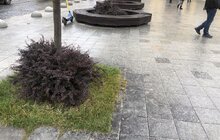 Фото 4: Санітарна обрізка, догляд та пересадка рослин: на площі Митній упорядкували клумби