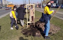 Фото 3: На вихідних у Львові висадили 73 дерева