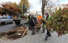 Фото 10: На проспекті Свободи висадили понад 20 кленів-яворів (відео)