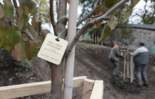 Фото 51: У Львові висадили 96 іменних дерев, присвячених загиблим Героям