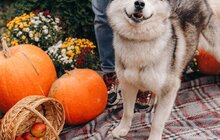 Фото 2: Фотосесії для хвостатих: 30 фотографів-волонтерів зголосились фотографувати підопічних ЛКП «Лев»