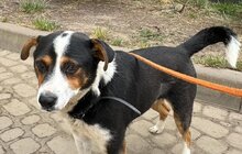Фото 10: 50 собак і 17 котів чекають на своїх господарів у ЛКП «Лев»