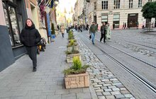 Фото 4: На площі Катедральній у Львові висаджують ялівець і кипариси