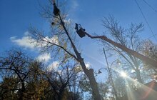 Фото 5: На місці зрізаних аварійних дерев біля цирку висадять нові