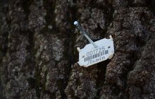 Фото 13: У Львові продовжують чіпувати дерева з допомогою геоінформаційної системи управління зеленими насадженнями Inspectree