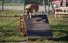 Фото 4: ЛКП «Лев» облаштувало тренувально-вигульний майданчик на вул. Промисловій