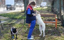 Фото 28: ЛКП «Лев» облаштувало тренувально-вигульний майданчик на вул. Промисловій