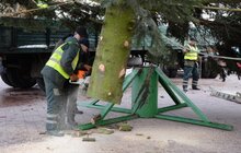 Фото 5: До Львова привезли головну ялинку міста