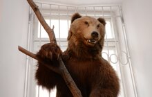 Фото 11: Львівський природознавчий музей відкрився