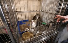 Фото 12: Львів перший у світі підрахував вуличних котів