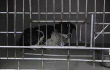 Фото 4: На початку травня у Львові відкриють Центр адопції безпритульних тварин