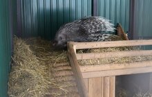Фото 10: У мерії розглядають можливості комплексного розвитку парку «Знесіння» і Домівки врятованих тварин