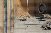 Фото 2: «Ми хочемо збудувати ще один еколого-натуралістичний центр в частині Снопківського парку», — А. Садовий