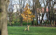 Фото 8: У парку «700-річчя» триває висадка дерев та кущів