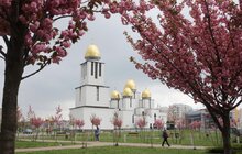 Фото 5: У Парку імені Івана-Павла ІІ (Сихів) цвітуть сакури