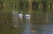 Фото 1: У Львові планують реконструювати Левандівське озеро