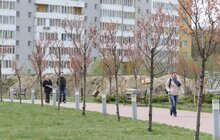 Фото 2: У Львові висадили 20 сакур, які місту подарувало Посольство Японії