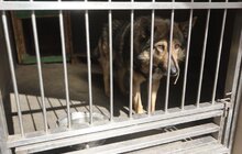 Фото 3: Розпочав роботу перший у Західній Україні банк крові для тварин: унікальний проект ЛКП «Лев» та партнерів
