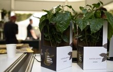 Фото 16: У Львові триває Lviv Coffee Festival