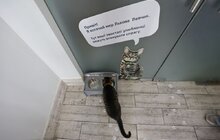 Фото 6: Котячий мер Львова запрошує: у Ратуші облаштували станцію для тварин (відео)