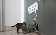 Фото 11: Котячий мер Львова запрошує: у Ратуші облаштували станцію для тварин (відео)