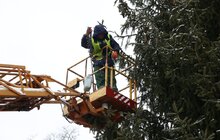 Фото 5: Головну ялинку Львова відвезли на компостування (відео)
