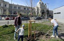 Фото 1: Сакури, клени, липи, граби, дуби та груші: у Львові за тиждень висадили понад 60 дерев та кущів