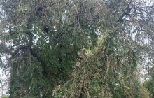 Фото 1: Ще 11 дерев у місті визнали особливо цінними