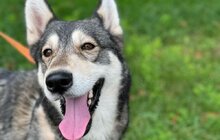 Фото 18: 50 собак і 17 котів чекають на своїх господарів у ЛКП «Лев»