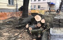 Фото 4: «В підсумку, дерев стане більше, а заміні підлягає трохи більше 40% озеленення вулиці», — О. Сладкова про роботи на вул. Пекарській