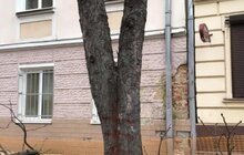 Фото 16: «В підсумку, дерев стане більше, а заміні підлягає трохи більше 40% озеленення вулиці», — О. Сладкова про роботи на вул. Пекарській
