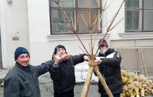 Фото 1: У Львові вже виготовили головний Дідух міста