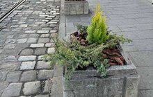 Фото 2: На площі Катедральній у Львові висаджують ялівець і кипариси