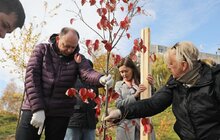 Фото 20: У Львові біля лікарні швидкої медичної допомоги висадили «Сад Здоров’я»