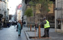 Фото 14: Замість поваленої буревієм тополі – 7 робіній: на площі Катедральній висадили нові дерева