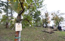 Фото 34: У Львові висадили 96 іменних дерев, присвячених загиблим Героям